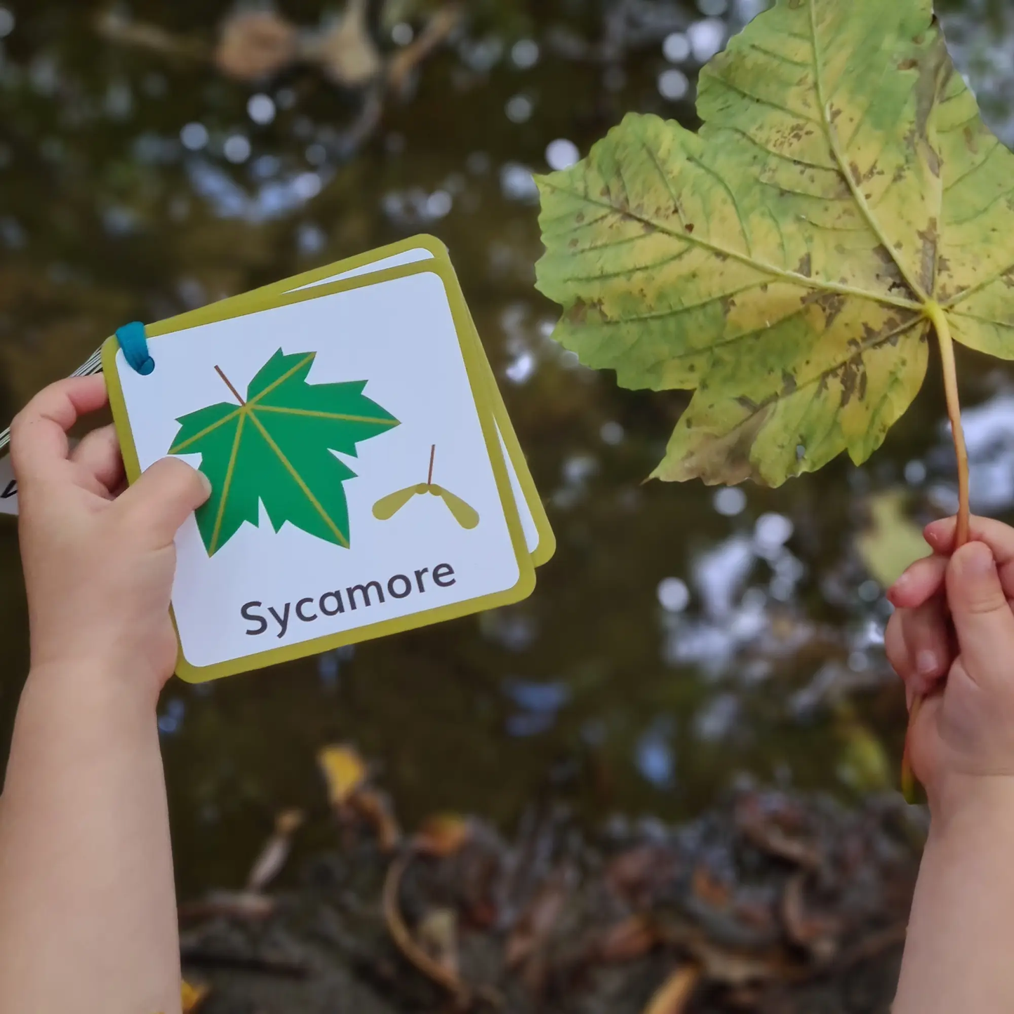 Woodland Wanderer Nature Spotting Sticker Book