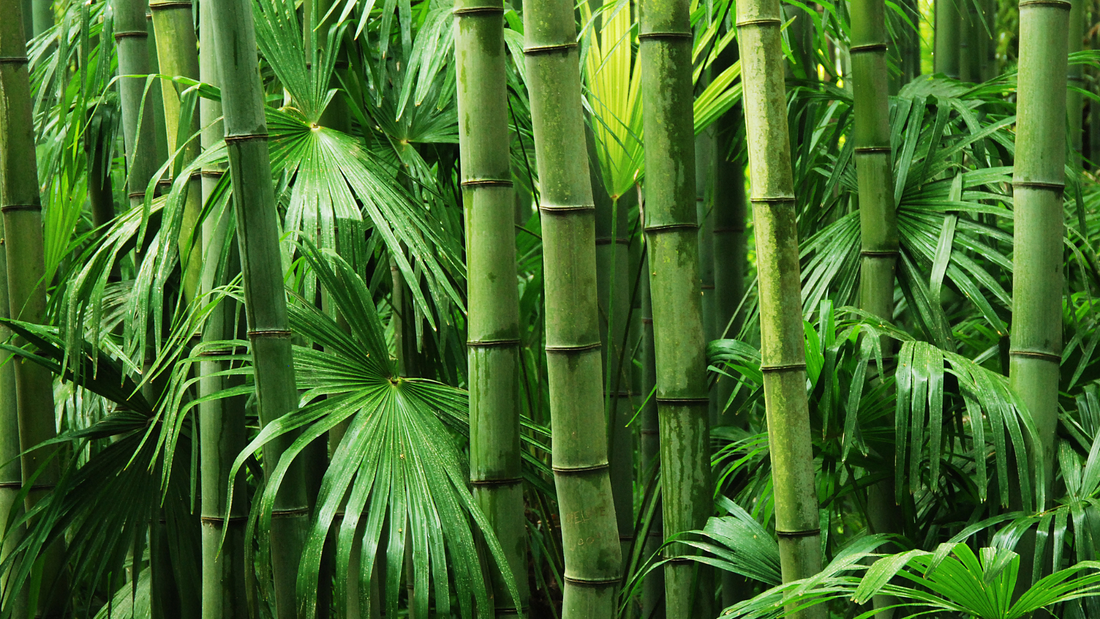 How true is Bamboo? Sustainable Substitute or Greenwashed nonsense?