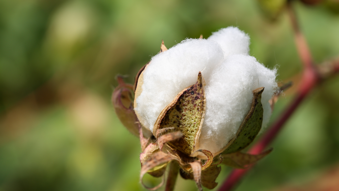 Sustainable Fashion: What is GOTS Certified Organic Cotton?