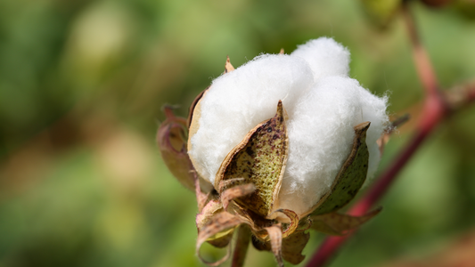 Sustainable Fashion: What is GOTS Certified Organic Cotton?